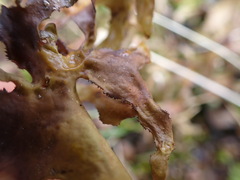 Tuckermanopsis subalpina
