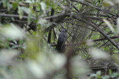 Melanotis caerulescens
