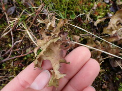 Tuckermanopsis subalpina