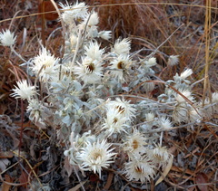 Coronidium newcastlianum