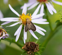 Eutreta noveboracensis
