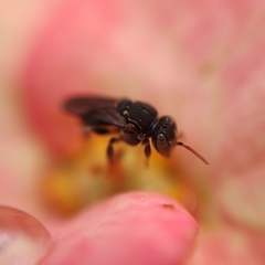 Nannotrigona perilampoides