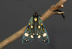 Callimorpha dominula