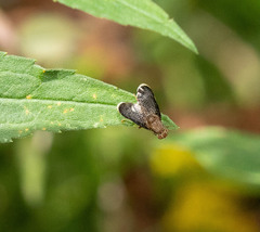 Eutreta noveboracensis