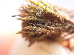 Andreaea