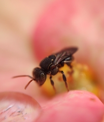 Nannotrigona perilampoides