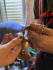 Aspidoscelis neotesselatus