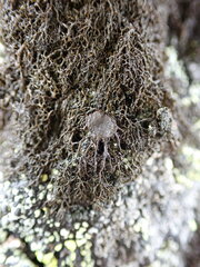 Pseudephebe pubescens