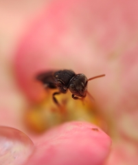 Nannotrigona perilampoides