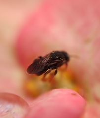 Nannotrigona perilampoides