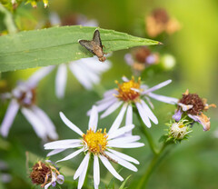 Eutreta noveboracensis