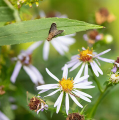 Eutreta noveboracensis