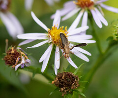 Eutreta noveboracensis