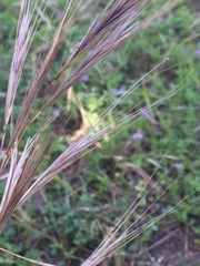 Bromus sterilis