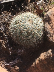 Pediocactus simpsonii