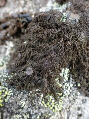 Pseudephebe pubescens