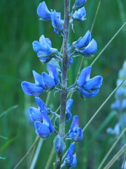 Lupinus sericeus
