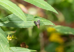 Eutreta noveboracensis