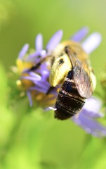 Andrena asteris