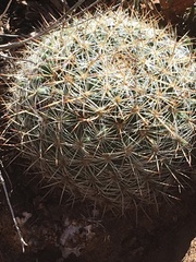 Pediocactus simpsonii