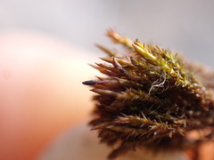 Andreaea