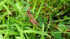 Melanoplus keeleri luridus