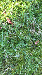 Rhytidiadelphus squarrosus