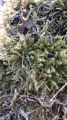 Rhytidiadelphus squarrosus