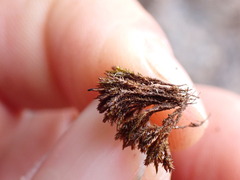 Andreaea