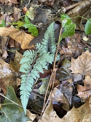 Athyrium niponicum