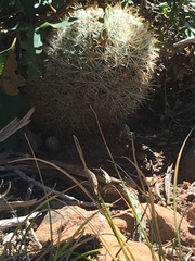 Pediocactus simpsonii