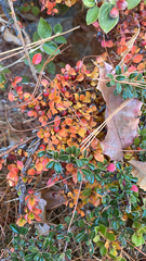 Cotoneaster horizontalis