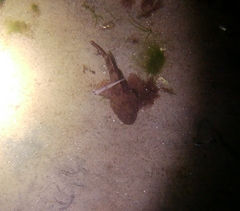 Myoxocephalus scorpius