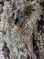 Parmelioideae