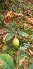 Aesculus hippocastanum