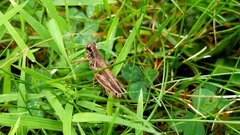 Melanoplus keeleri luridus