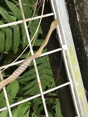 Dendrelaphis punctulatus