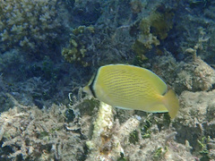 Chaetodon citrinellus