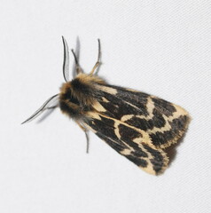 Ardices curvata