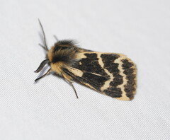 Ardices curvata
