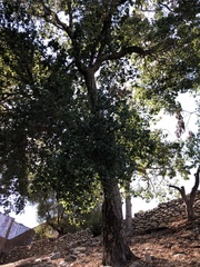 Quercus agrifolia