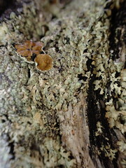 Parmelioideae