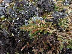 Selaginella densa scopulorum