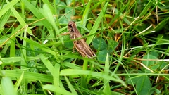 Melanoplus keeleri luridus