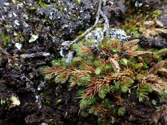 Selaginella densa scopulorum