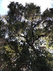 Quercus agrifolia