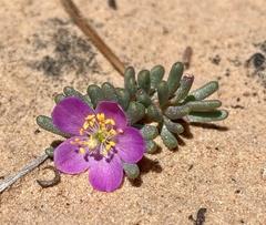 Portulaca pilosa