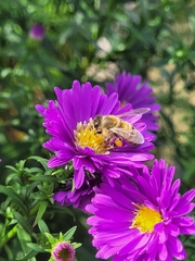 Apis mellifera