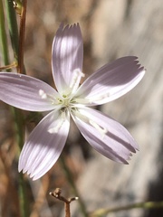 Stephanomeria exigua