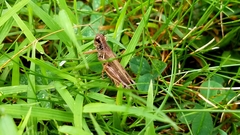 Melanoplus keeleri luridus